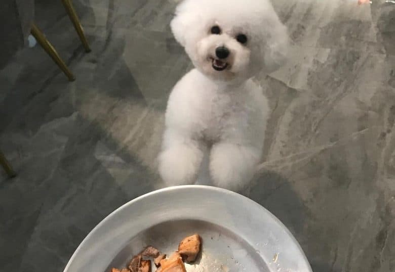 a Bichon Frise puppy excited for her salmon flakes