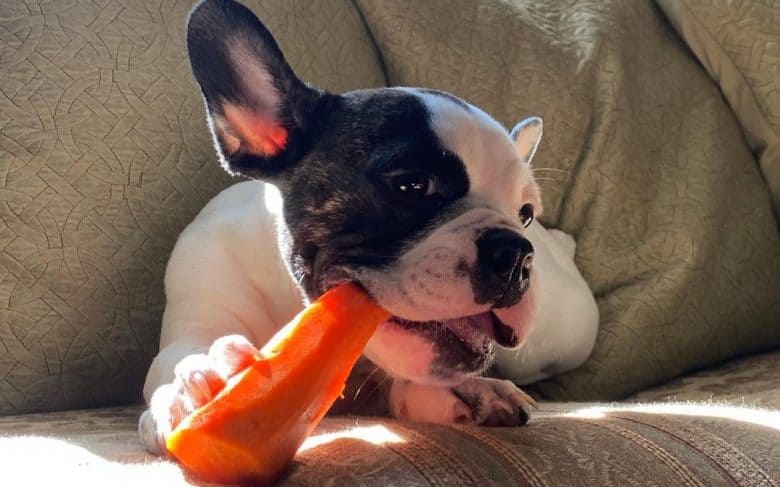 a Frenchie puppy munching carrots in a couch