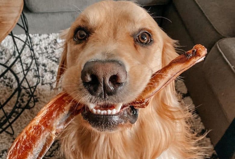 a goofy Golden Retriever with a dehydrated treat