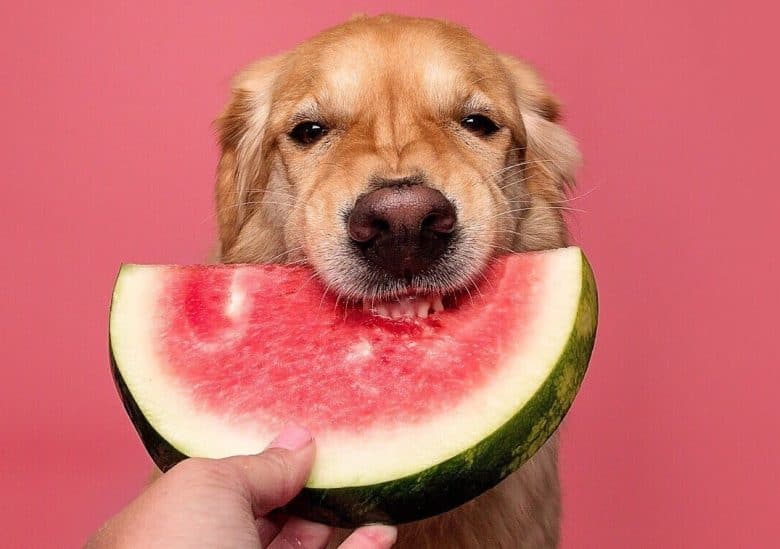 a Golden Retriever with sharp teeth biting a watermelon