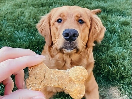 a Golden Retriever looking at his treat