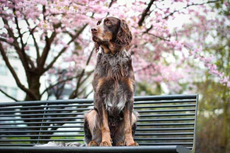 un perro de aguas Picardí en posición sentado en el banco del parque mientras mira hacia un lado