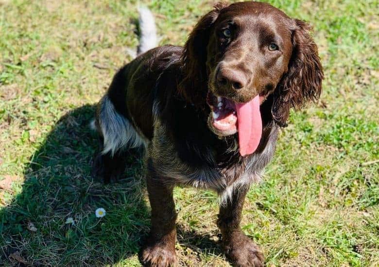 un perro de aguas alemán de aspecto peculiar sentado en los campos de hierba