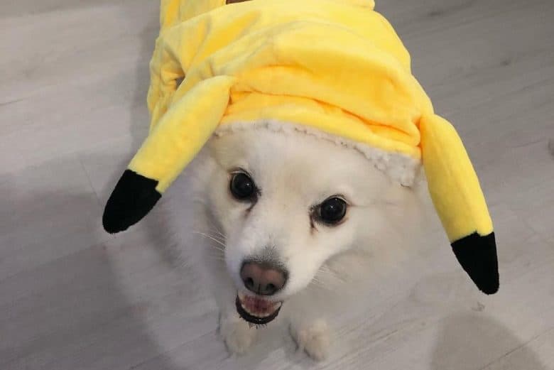 a German Spitz wearing a Pikachu costume