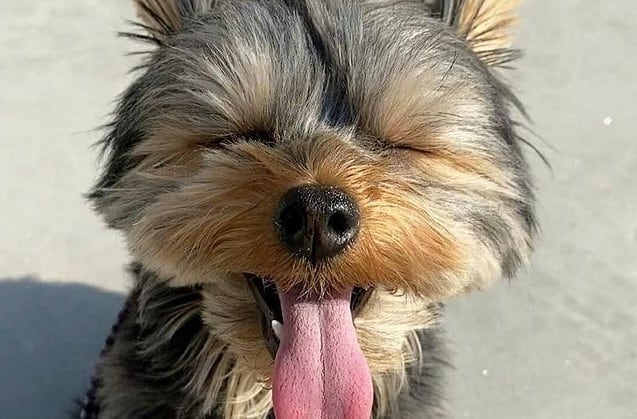 a happy Yorkie making face impression