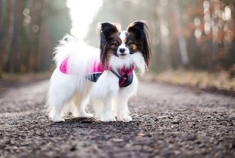 un Papillon con el pelo largo de pie en medio de un camino accidentado