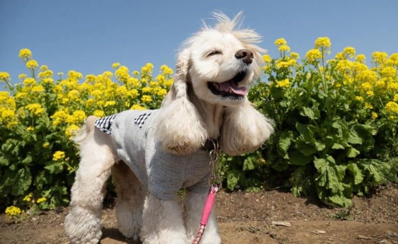 un Cocker Spaniel americano disfrutando del campo de flores