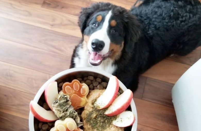 A Bernese puppy waiting for lunch happily