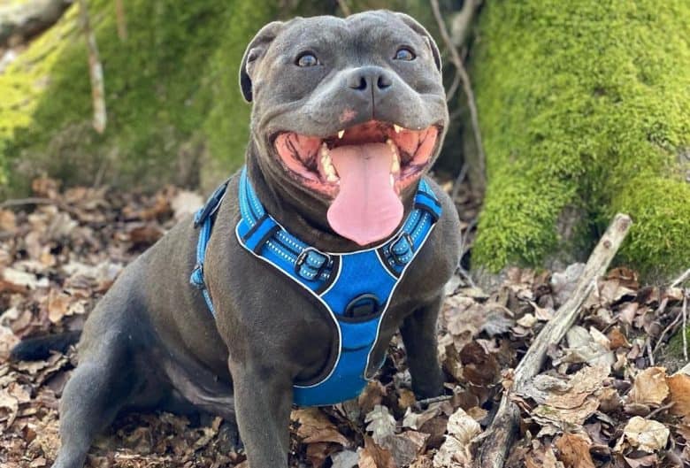 a handsome Blue Pitbull sitting on dried leaves
