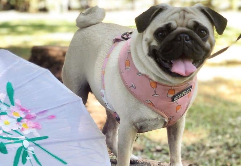 a Pug on a walk wearing a pink harness