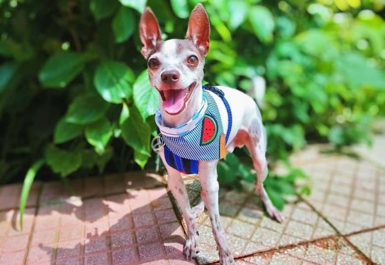 a Toy Rat Terrier smiling and wearing a fabulous bandana
