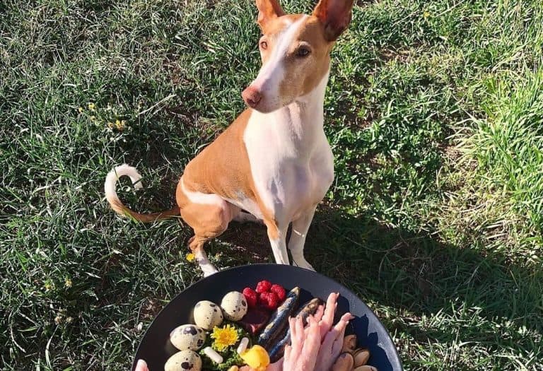 Here are the Absolute Best Dog Foods for Less Poop K9 