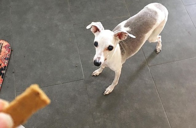an Italian Greyhound ready to pounce for treats