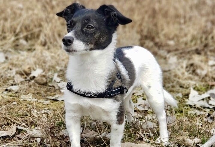 A Jack Rat Terrier outdoors on a gloomy day