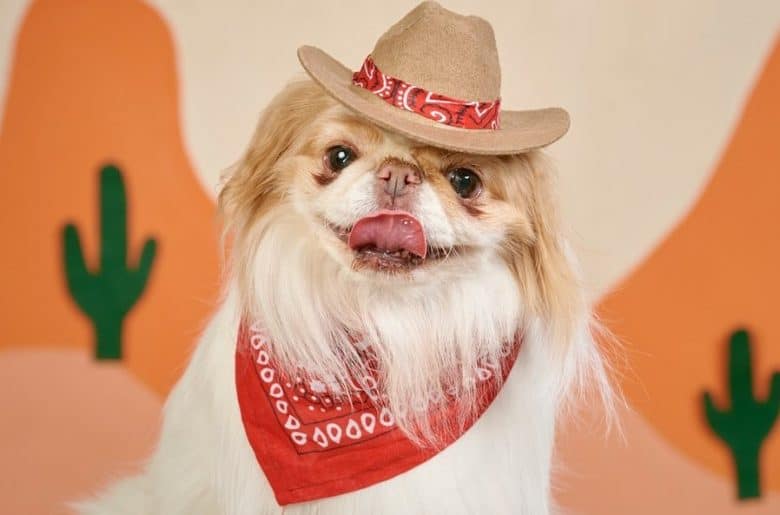 An eager Japanese Chin with a long-hair