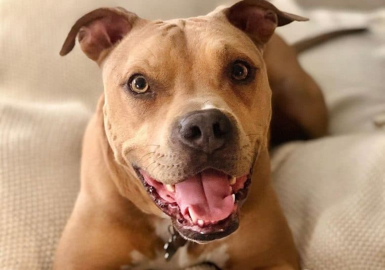 a happy Tan Pitbull laying on a bed