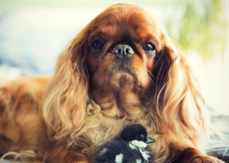 un cautivador King Charles Spaniel con un patito