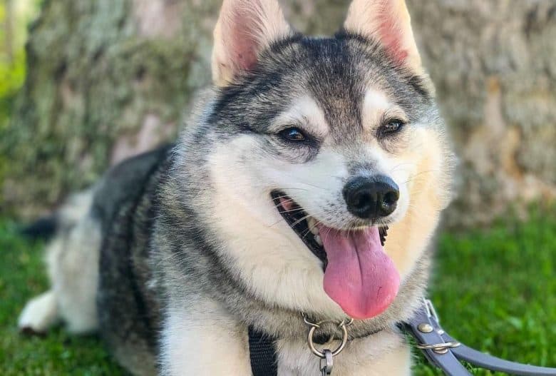 a happy Klee Kai enjoying his walk