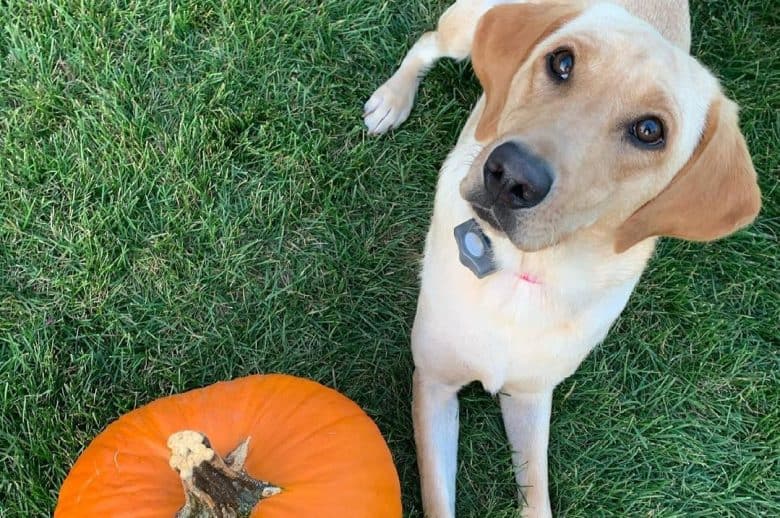 a Labrador Retriever looking up while laying beside a pumpkin