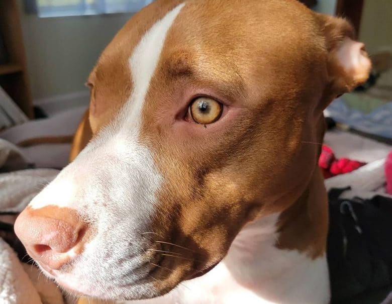 a Liver Pitbull with golden eye