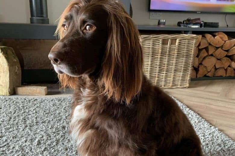 Un Sprocker Spaniel sentado en la sala de estar