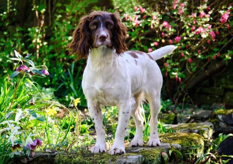 un Springer Spaniel Inglés de pie sobre piedra musgosa
