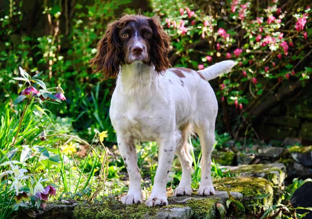 Types of Spaniels 27 Different Types of Spaniel Dogs K9 