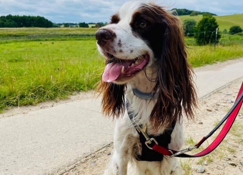 Un feliz Spaniel francés caminar bajo el sol