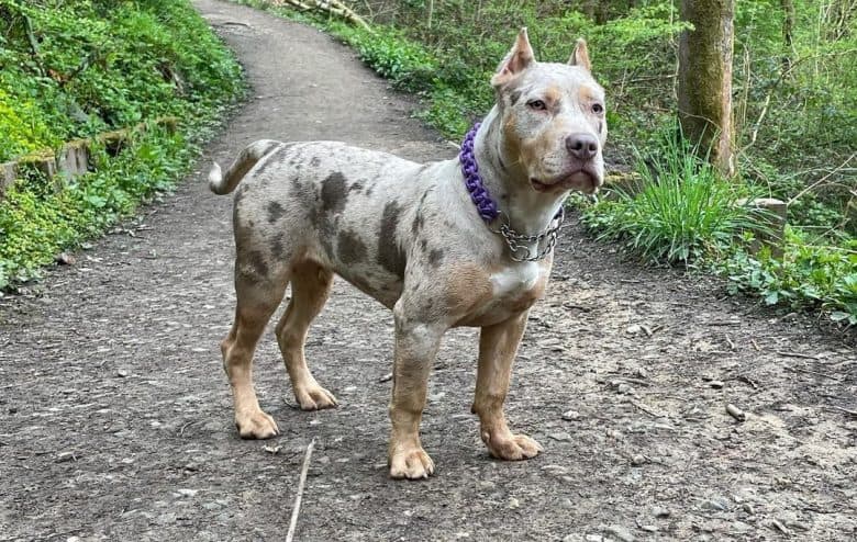 Rare sales colored pitbulls