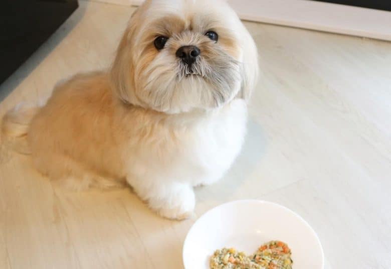 a fluffy Shih Tzu waiting to eat his food