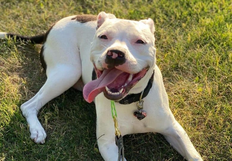 a happy Piebald Pitbull laying on the dirt ground