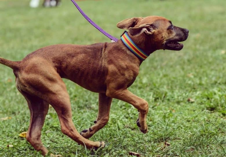 a Pitbull with Black Mask walking