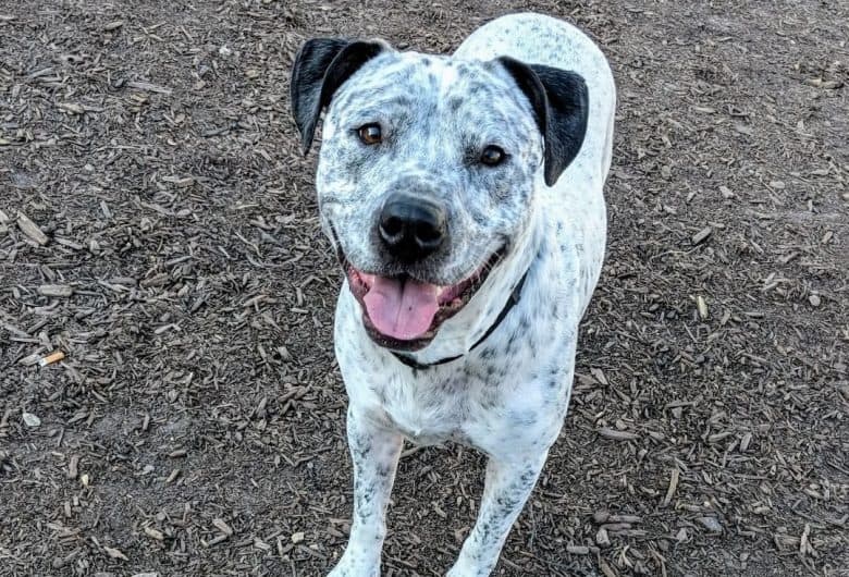 ticked merle bully