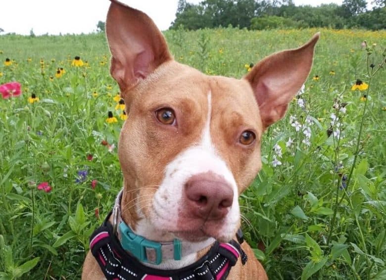 a Pitbull with White Markings in the middle of a flower field
