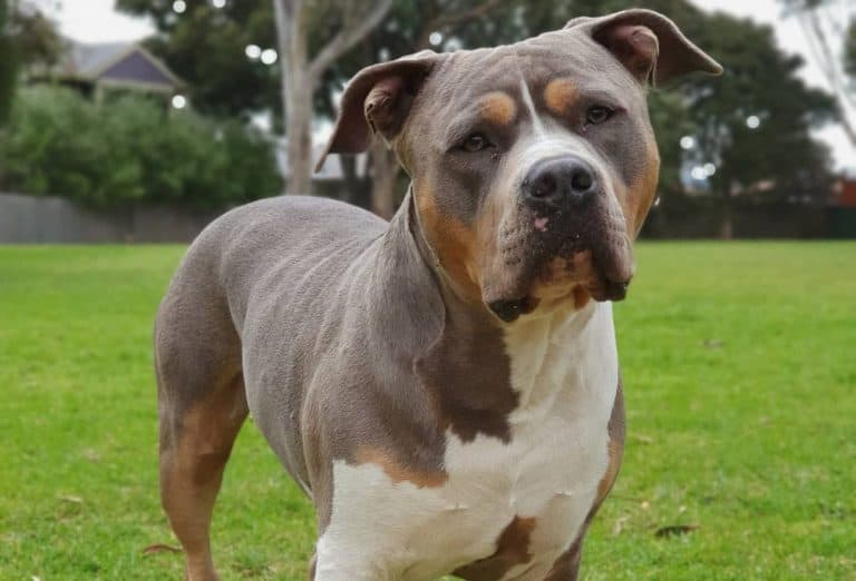 Pitbull Colors: The Standard & Rare Pitbull Coat Colors - K9 Web