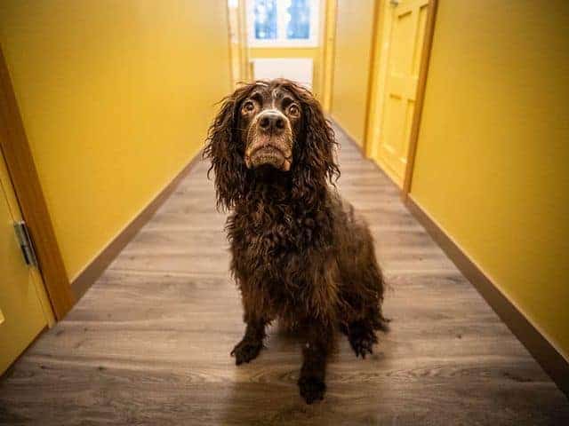 a curly haired Pont-Audemer Spaniel sitting in the middle of yellow walls