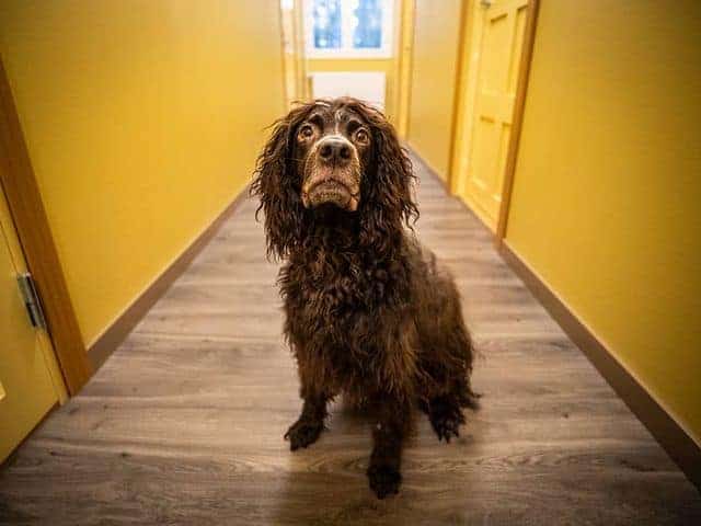 un pelo rizado Pont-Audemer Spaniel sentado en medio de paredes de color amarillo