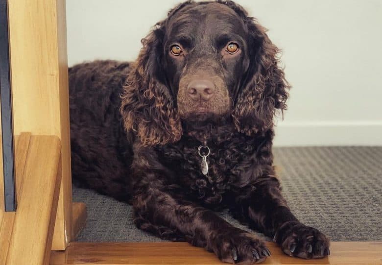 un American Water Spaniel acostado cerca de las escaleras