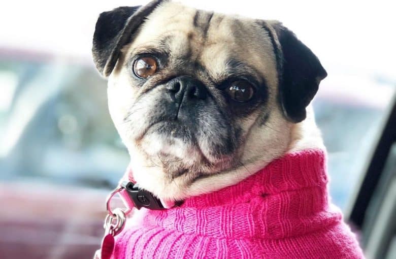 a Pug wearing a hot pink sweater