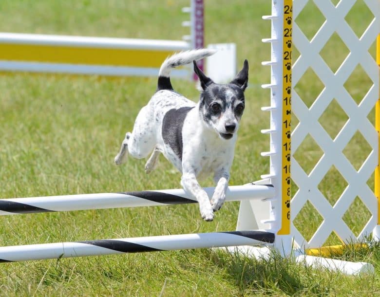 an active Rat Terrier jumping over a hurdle