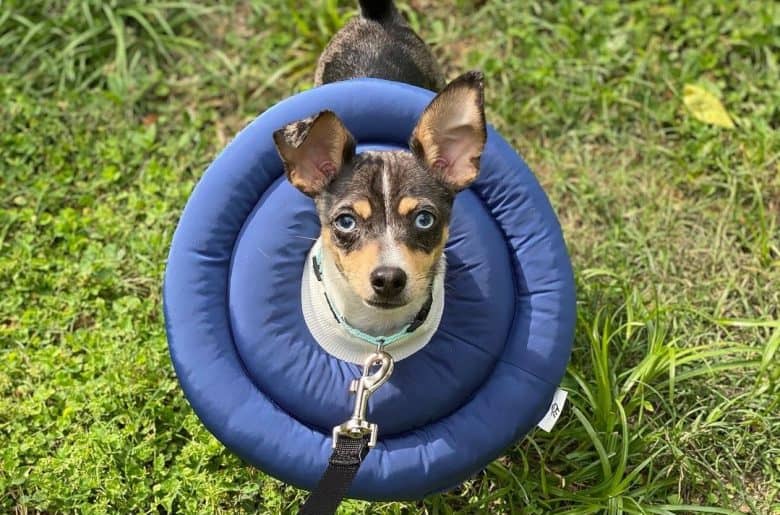 a Rat Terrier wearing a blue UFO collar