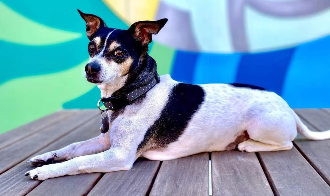 Meet The Rat Terrier: An Adorable and Energetic Companion - K9 Web