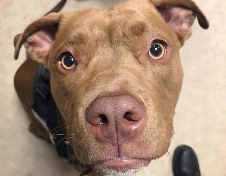 a Red Nose Amstaff looking up