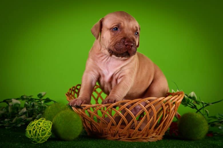 a cute Red Pitbull puppy