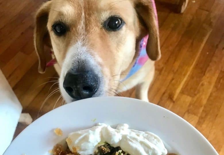 a hungry dog sniffing her meal
