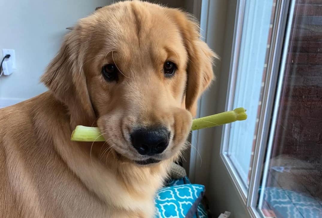 Here are the Absolute Best Dog Foods for Less Poop K9 