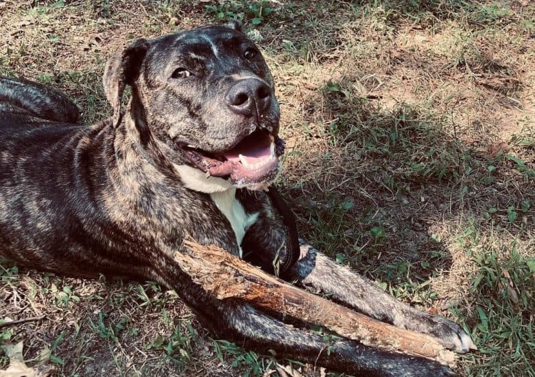 a Reverse Brindle Pitbull with a stick