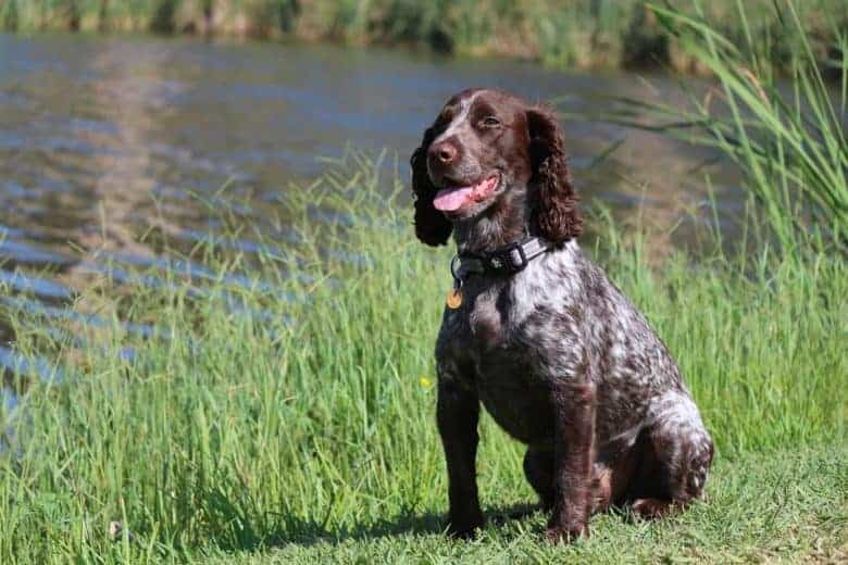 un feliz ruso Spaniel viendo las ranas en el estanque
