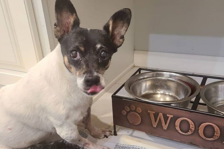 a Rat Terrier licking after eating