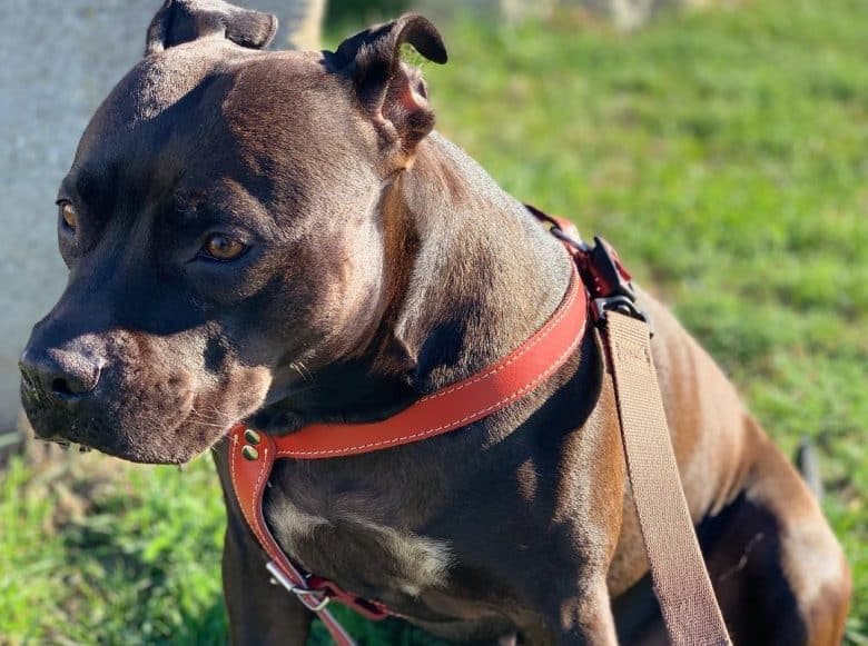 a Seal Pitbull resting on the grass